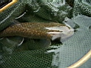2007-06-15 100.JPG